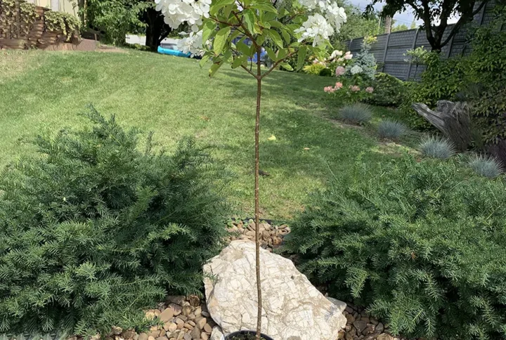 Гортензія волотиста “Лаймлайт” (Hydrangea paniculata Limelight) на штамбі 70 см