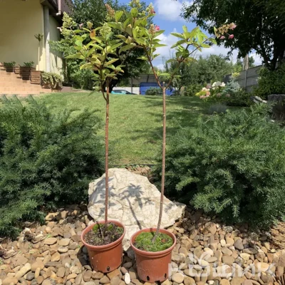 Гортензія волотиста “Пінкі Вінкі” (Hydrangea paniculata Pinky Winky) на штамбі 55 см