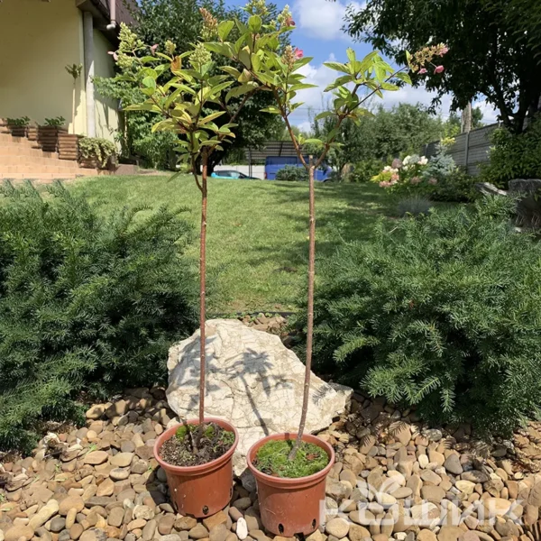 Гортензія волотиста «Пінкі Вінкі» на штамбі