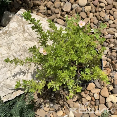 Лапчатка рожева (Potentilla fruticosa ‘Pink Queen’)