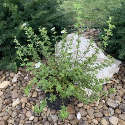 Лапчатка біла (Potentilla fruticosa ‘McKay’s White’)