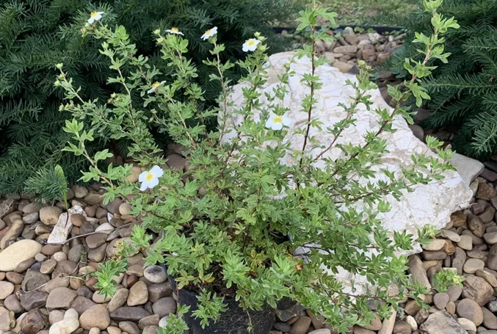 Лапчатка біла (Potentilla fruticosa ‘McKay’s White’)