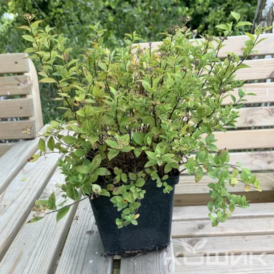 Spiraea japonica ‘Little Princess’ (спірея японська Літл Прінсес)