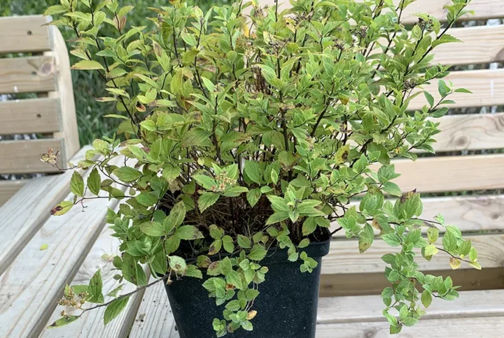 Spiraea japonica ‘Little Princess’ (спірея японська Літл Прінсес)