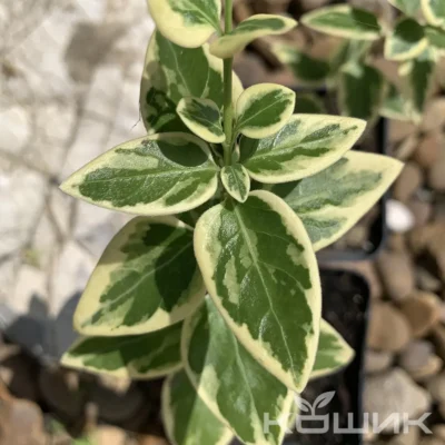 Барвінок великий строкатий (Vinca major 'Variegata')
