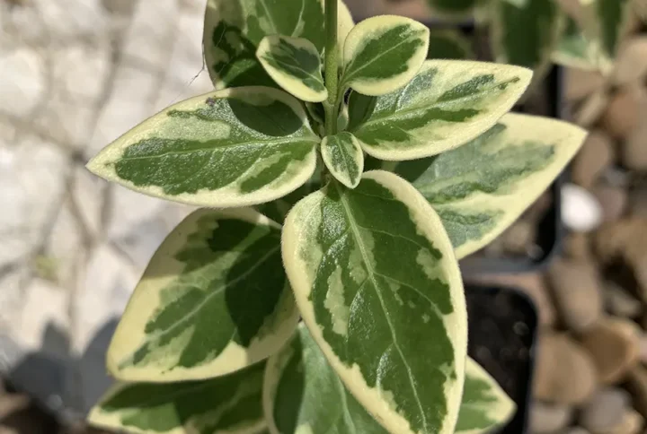 Барвінок великий строкатий (Vinca major 'Variegata')