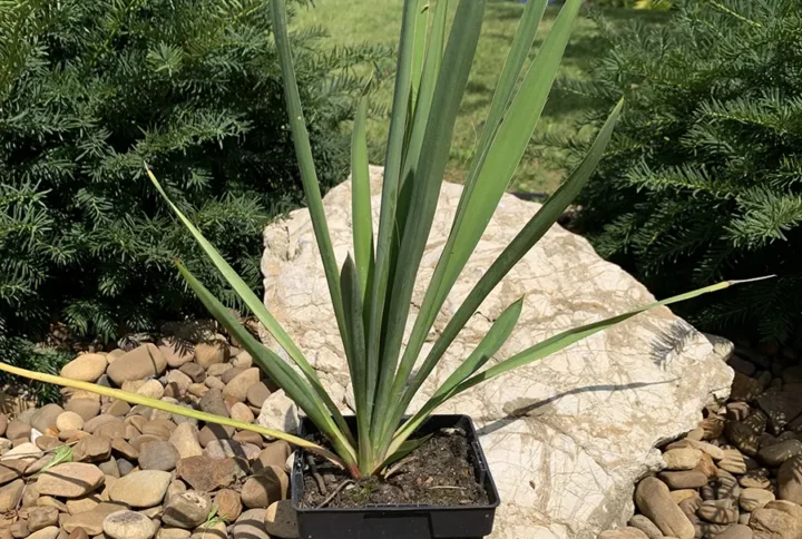 Юка нитчата (Yucca filamentosa)