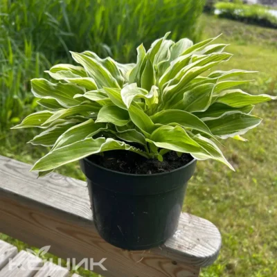 Хоста «Альбомаргіната» (Hosta Albomarginata)