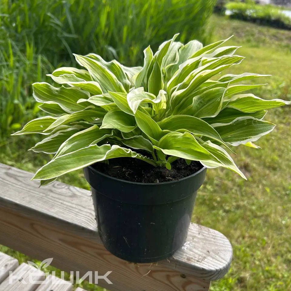 Albomarginata_1