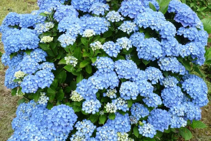 Гортензія крупнолиста Blue Danube