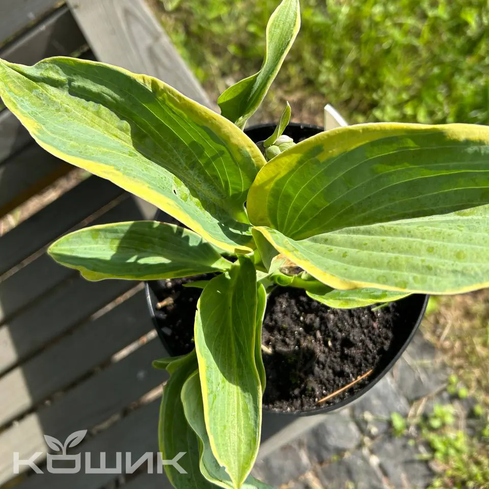 Friedbananas_1