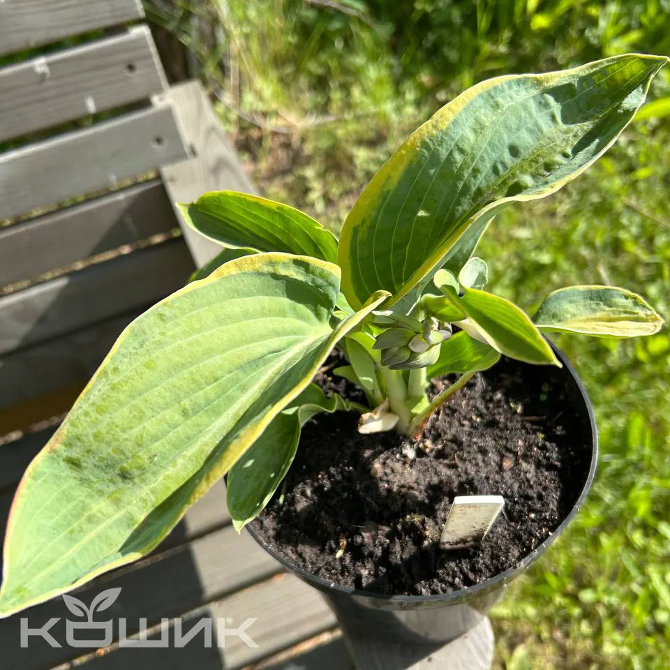 Friedbananas_4