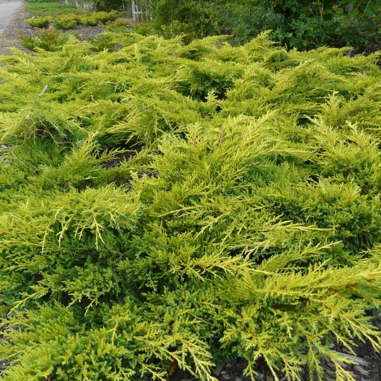 Juniperus-media-Gold-Kissen_1