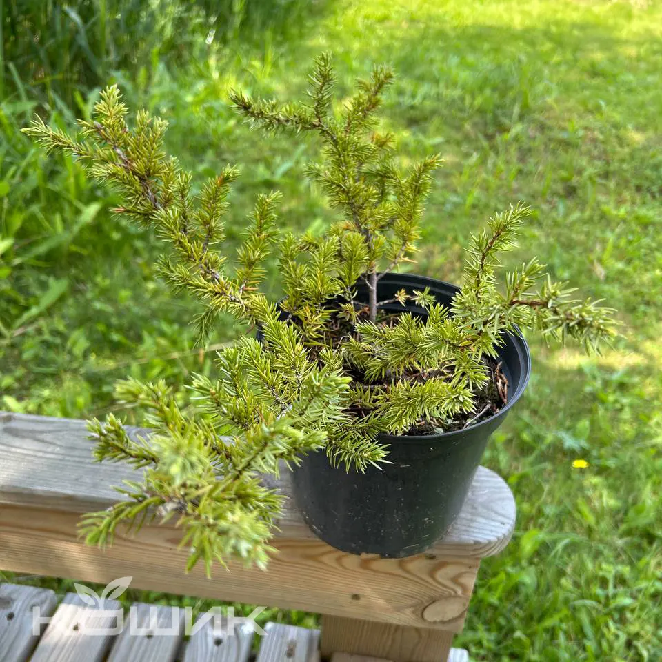 Juniperus-media-Gold-Kissen_2
