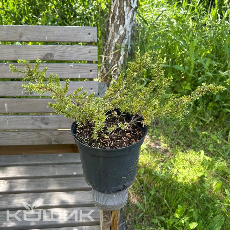 Juniperus-media-Gold-Kissen_3
