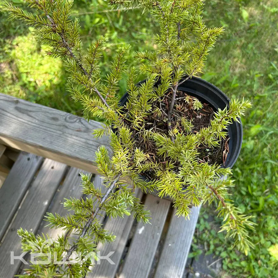 Juniperus-media-Gold-Kissen_4