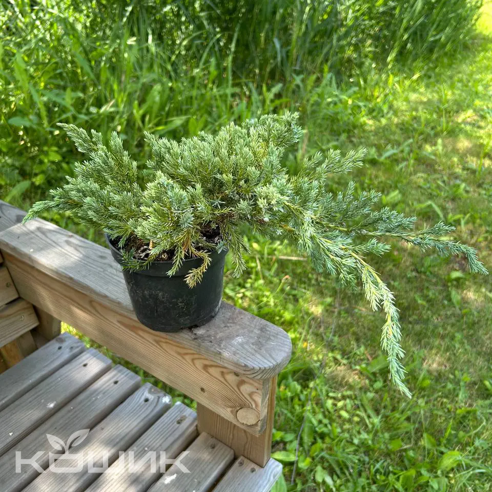 Juniperus-squamata-Blue-Carpet_1