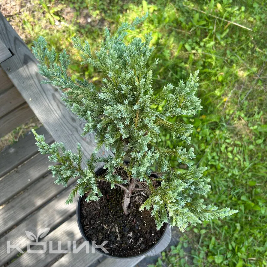 Juniperus-squamata-Blue-Carpet_2