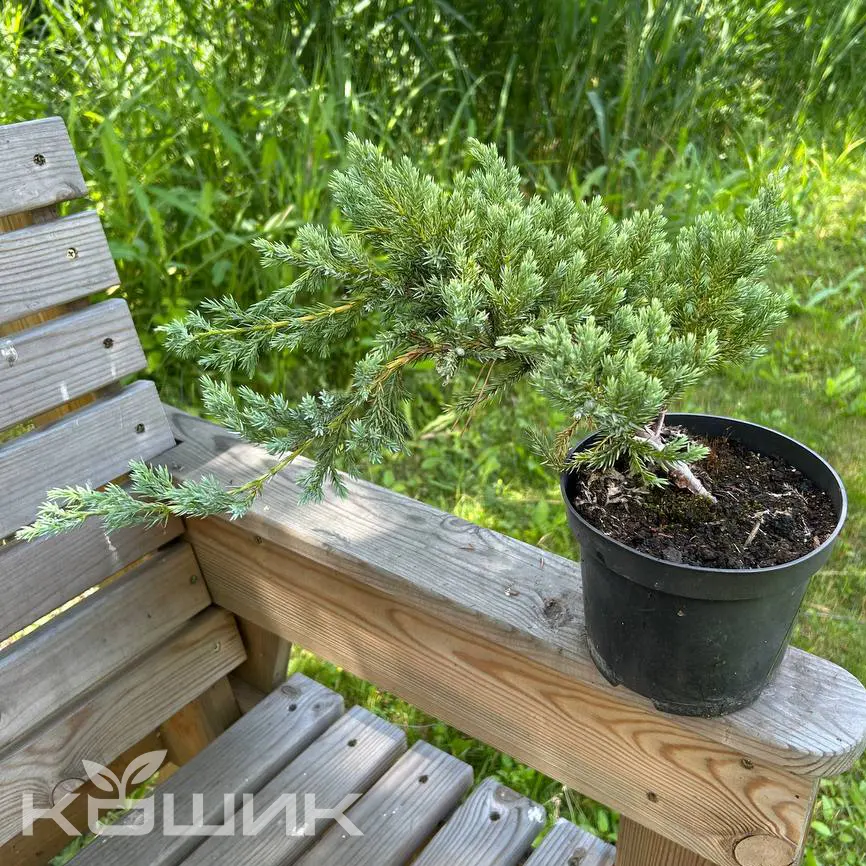 Juniperus-squamata-Blue-Carpet_3
