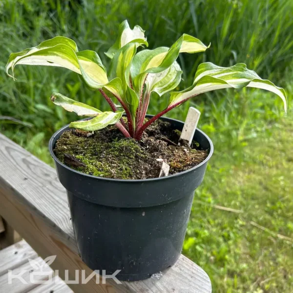 Червона хоста «Raspberry Sundae»