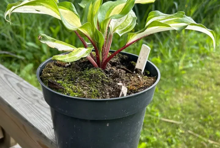 Червона хоста «Raspberry Sundae»