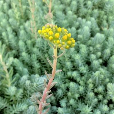 Седум «Блу Спрус» (Sedum reflexum Blue Spruce)