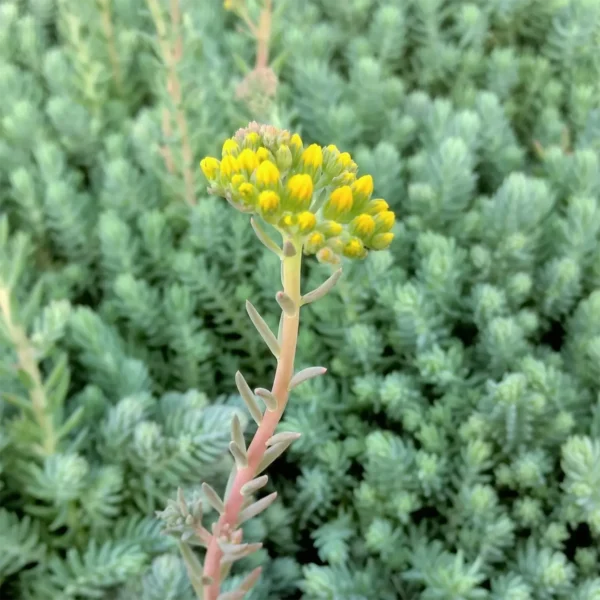 Седум «Блу Спрус» (Sedum reflexum Blue Spruce)