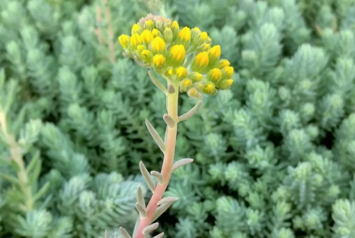 Седум «Блу Спрус» (Sedum reflexum Blue Spruce)
