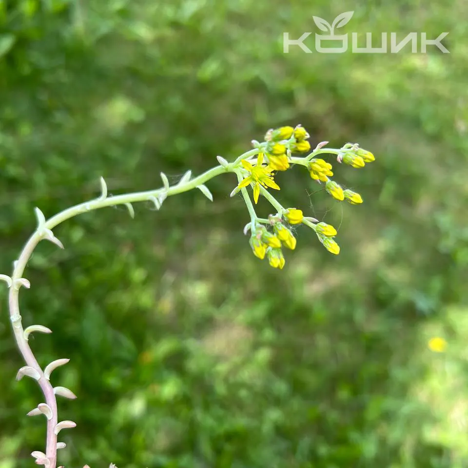 Sedum-reflexum-Blue-Spruce_2