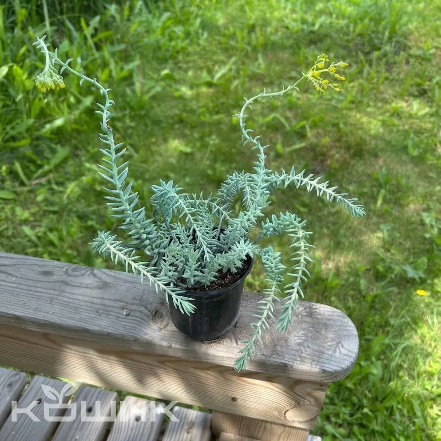 Sedum-reflexum-Blue-Spruce_3