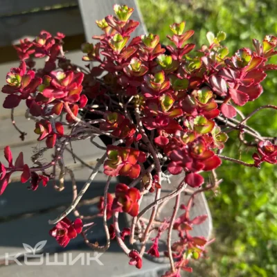Седум «Вуду» (Sedum spurium Voodoo)