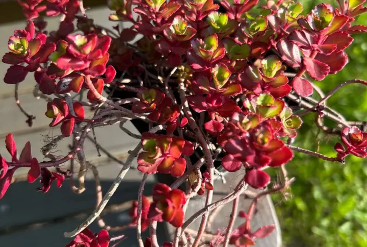 Седум «Вуду» (Sedum spurium Voodoo)