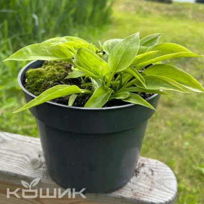 Хоста «Skinny Mouse»