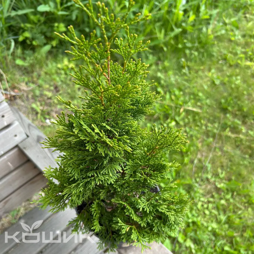 Thuja-occidentalis-Smaragd_1