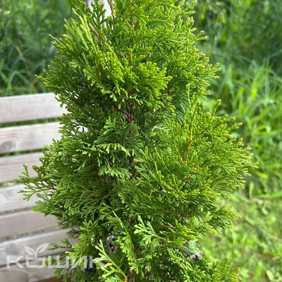 Thuja-occidentalis-Smaragd_3