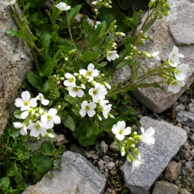 Арабіс альпійський (Arabis alpina)