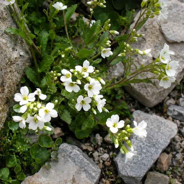 Арабіс альпійський (Arabis alpina)