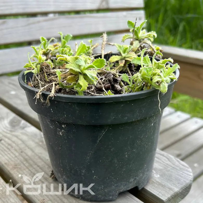 arabis_2