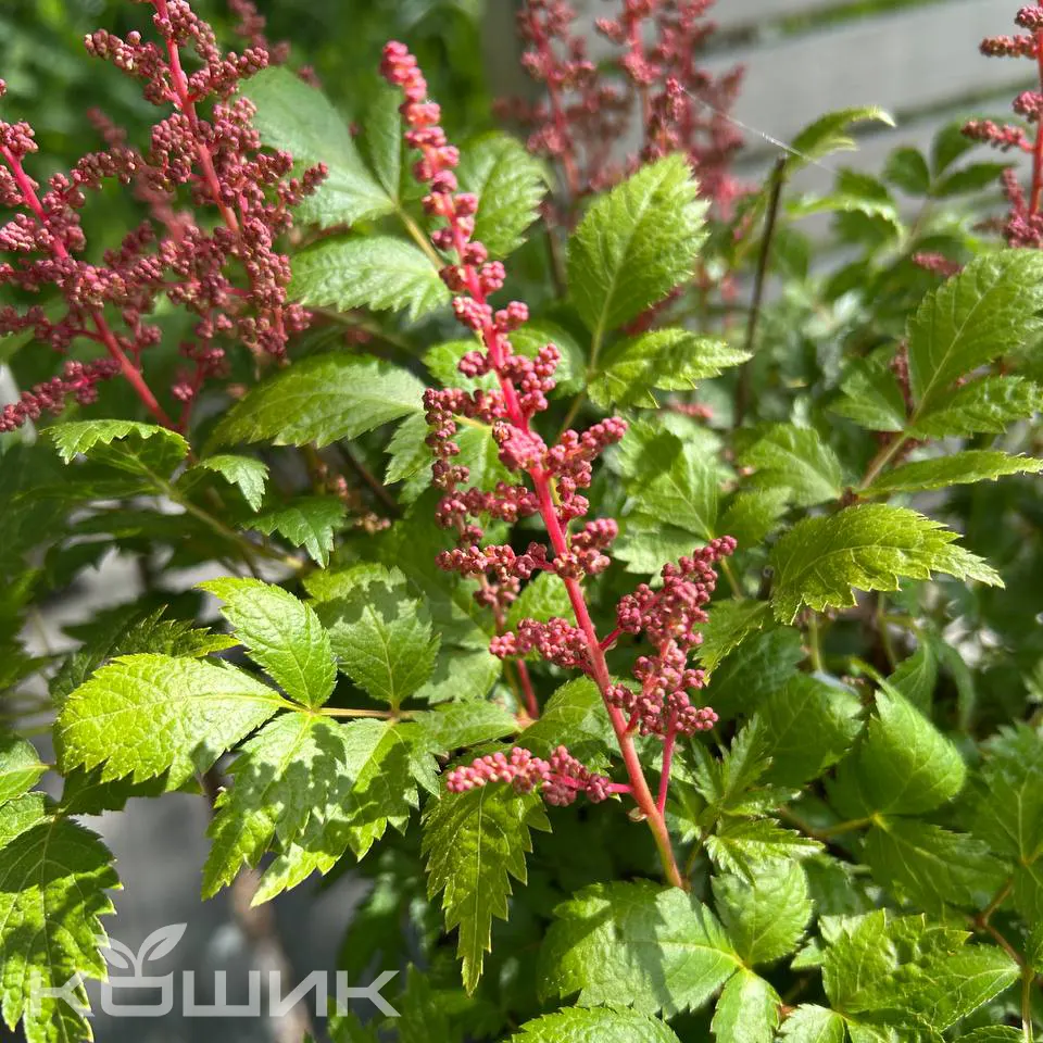 astilba_pink_2