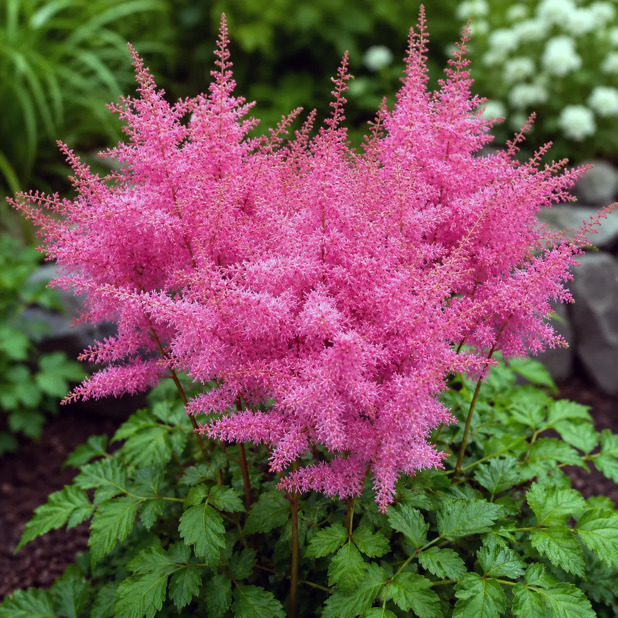 astilba_pink_3