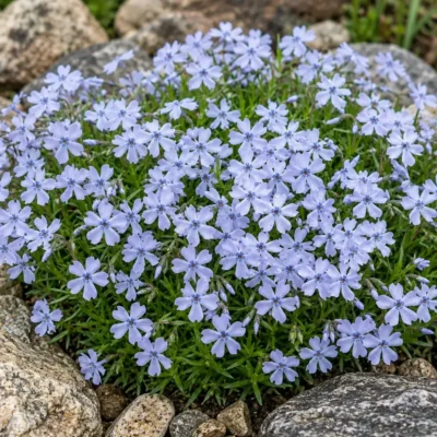 Флокс шиловидний «Emerald Cushion Blue»