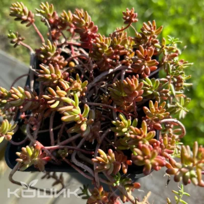 Седум «Корал карпет» (Sedum hispanicum Coral Carpet)