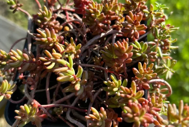 Седум «Корал карпет» (Sedum hispanicum Coral Carpet)
