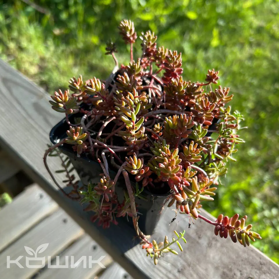 coralcarpet_2