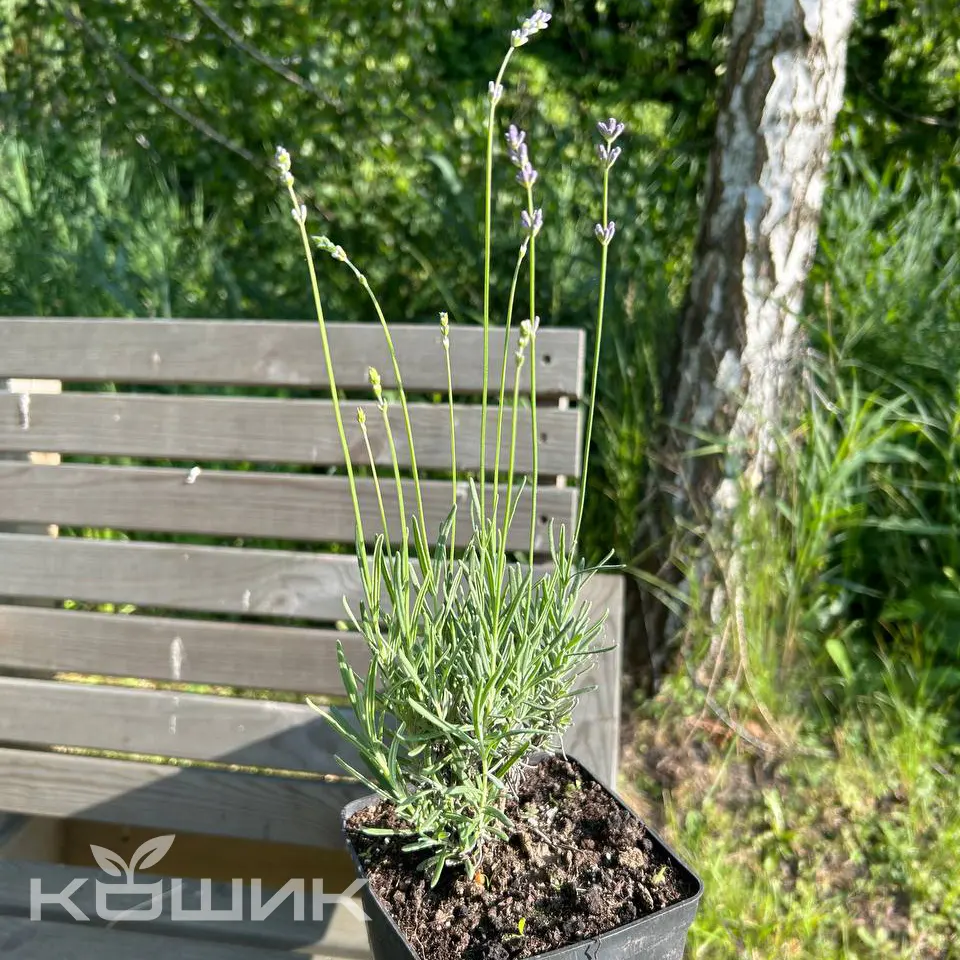 lavanda-khidkot_2