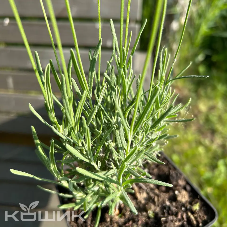 lavanda-khidkot_3