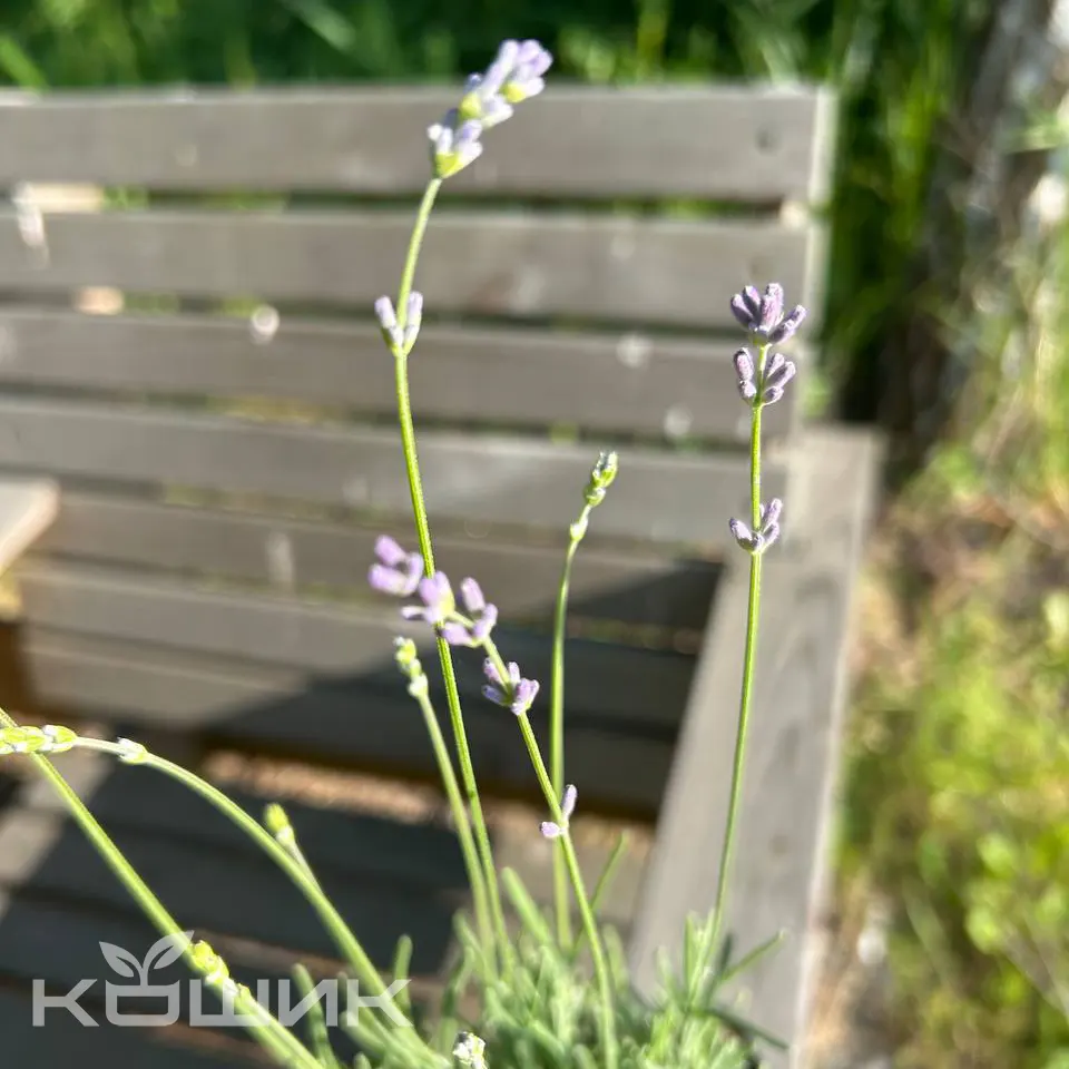 lavanda-khidkot_4