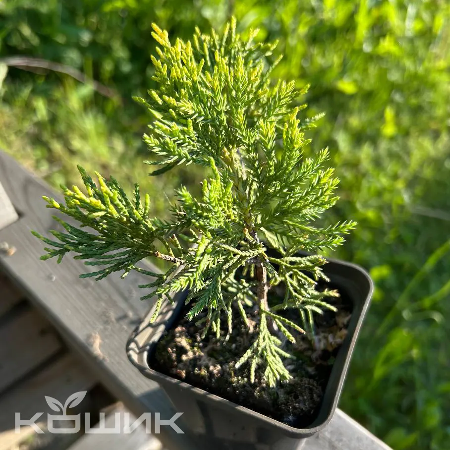 mint-dzhulep_1