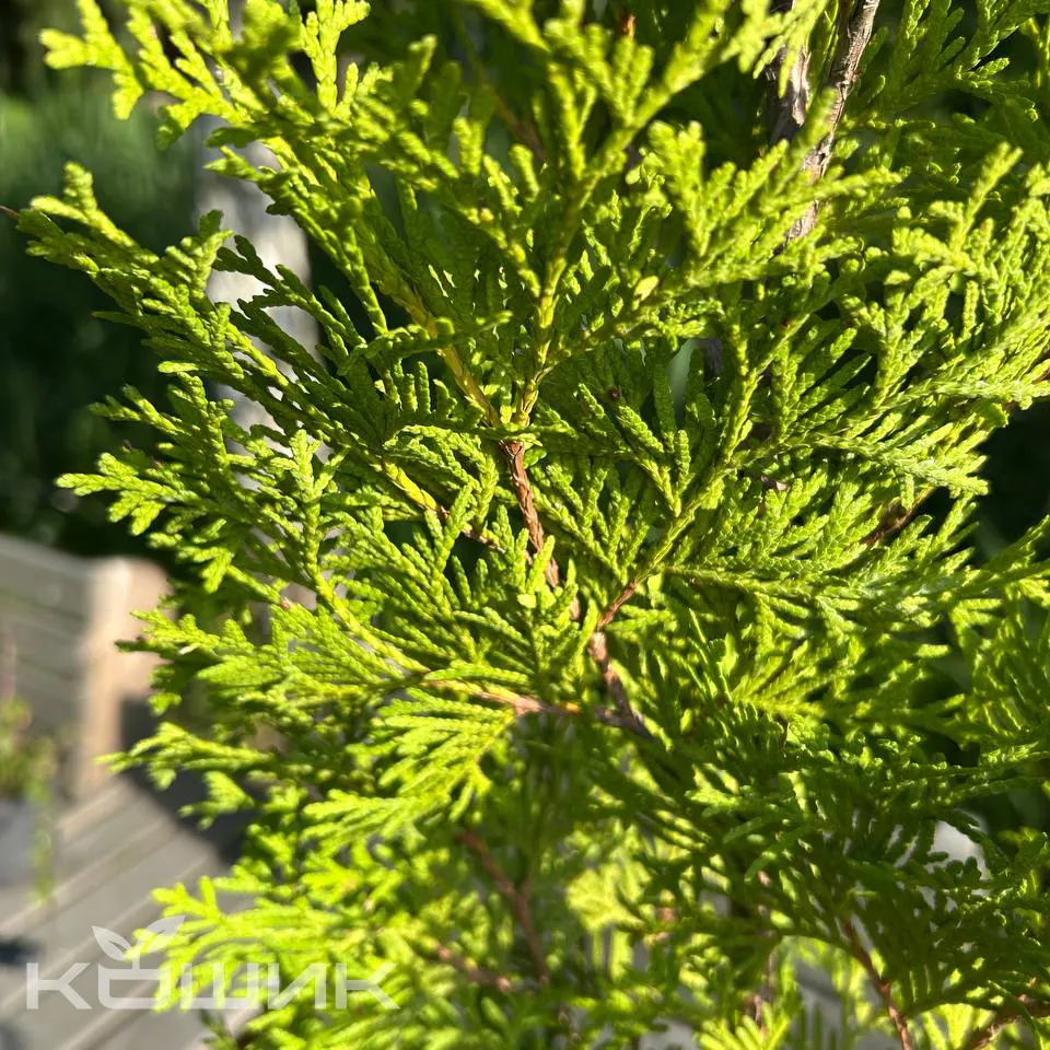smaragd_2