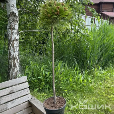 Сосна чорна «Марі Брегон» на штамбі (РА 70)